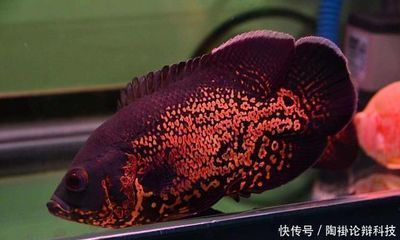 西龍魚缸價格表大全：西龍魚缸價格表，選購指南與市場行情分析