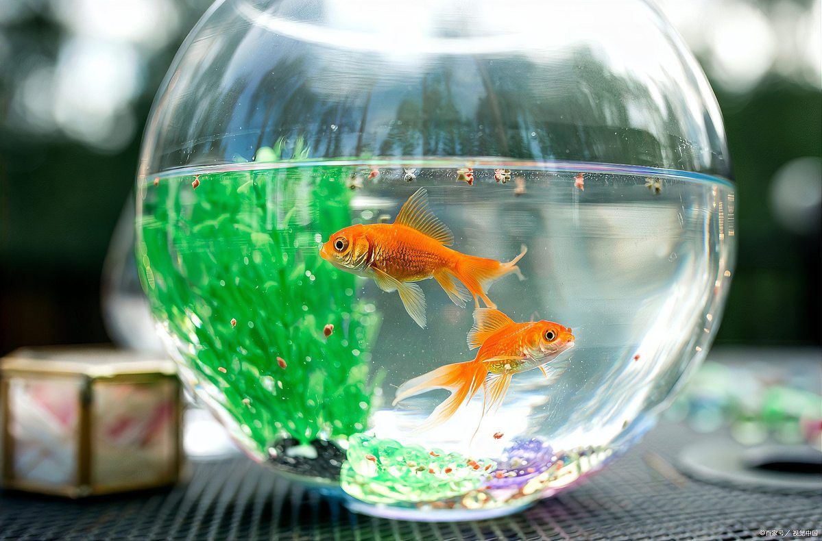 金龍魚的成長
