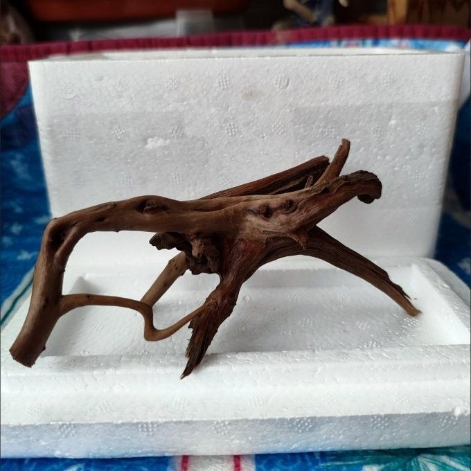 龍魚缸要放沉木嗎
