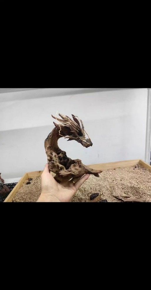 龍魚缸要放沉木嗎