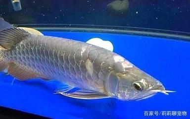 龍魚(yú)總撞缸掉鱗：龍魚(yú)撞缸掉鱗怎么辦？