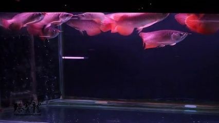 粗線和龍魚混養會影響水質嗎：粗線和龍魚混養會影響水質嗎，