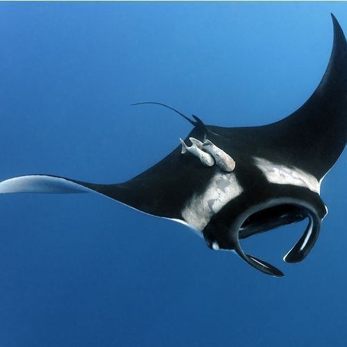 可愛的魔鬼魚