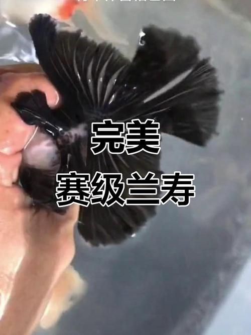 賽級蘭壽金魚圖片