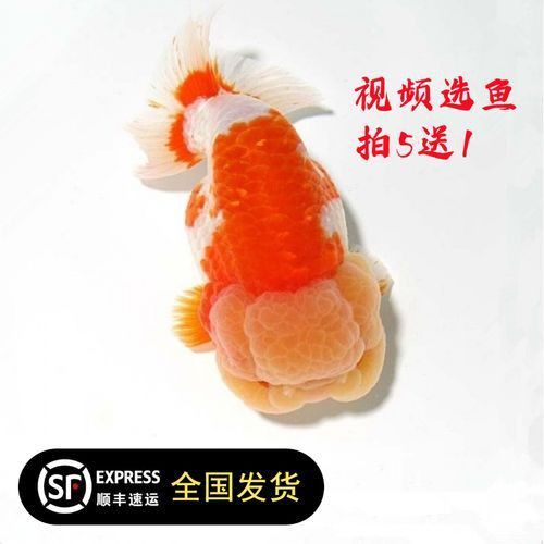 賽級蘭壽金魚圖片