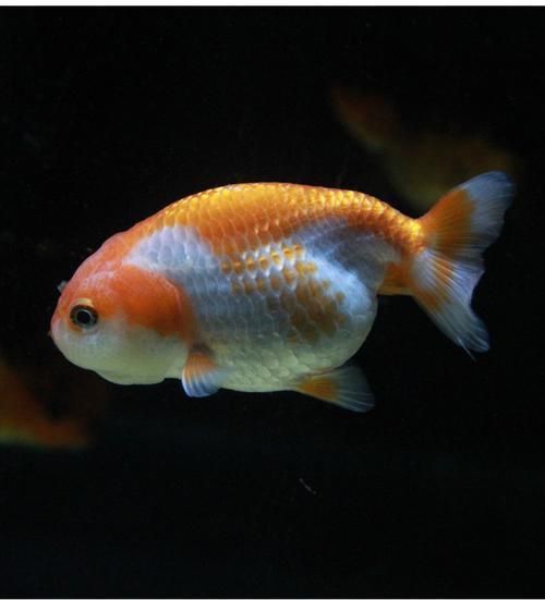 賽級蘭壽金魚圖片