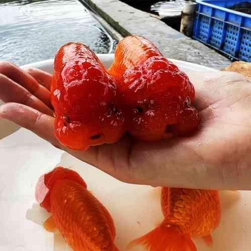 賽級蘭壽金魚圖片