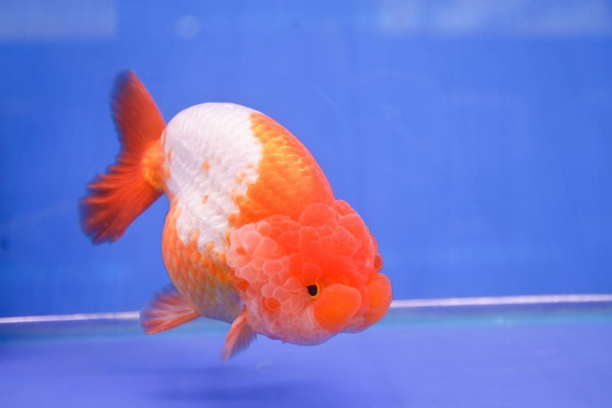 賽級蘭壽金魚圖片