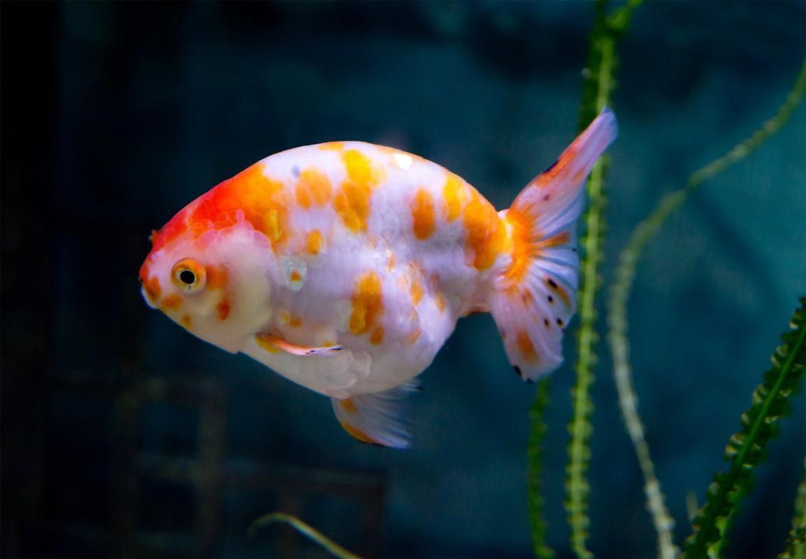 賽級蘭壽金魚圖片