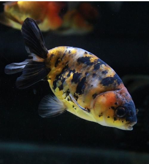 賽級蘭壽金魚圖片