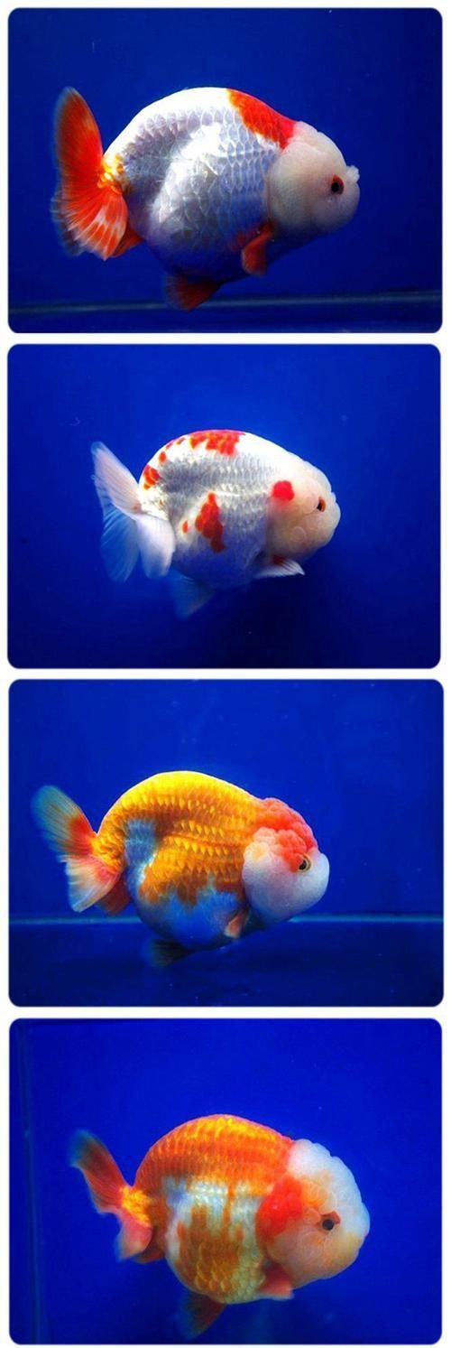 賽級蘭壽金魚圖片