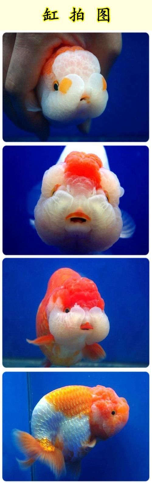 賽級蘭壽金魚圖片