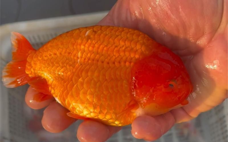 賽級蘭壽金魚圖片