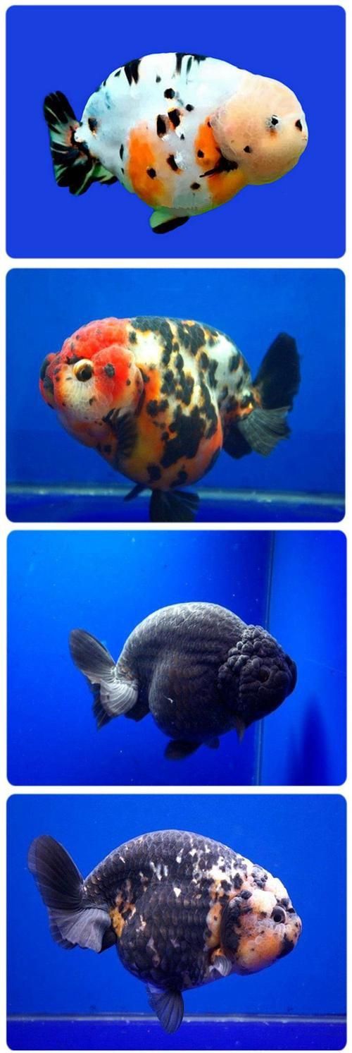 賽級蘭壽金魚圖片