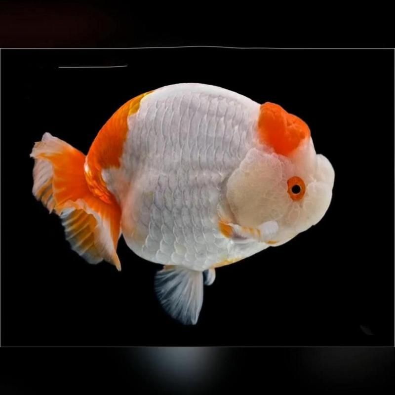 賽級蘭壽金魚圖片