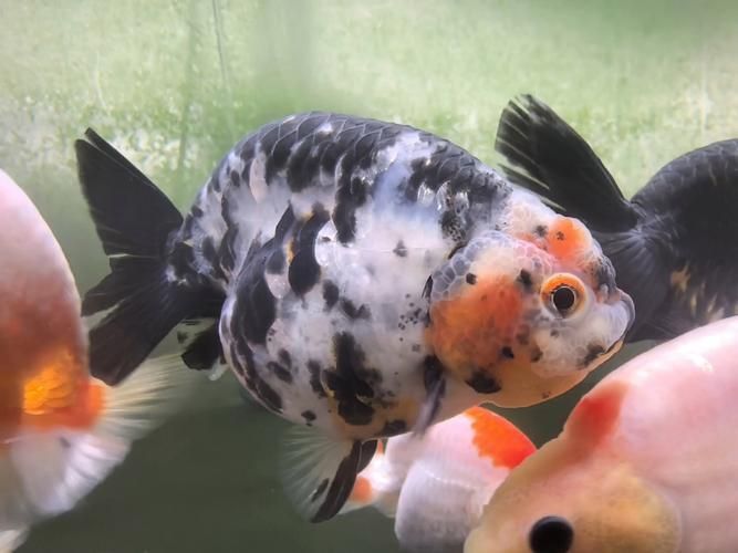 賽級蘭壽金魚圖片