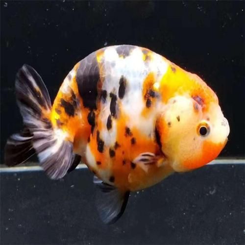 賽級蘭壽金魚圖片