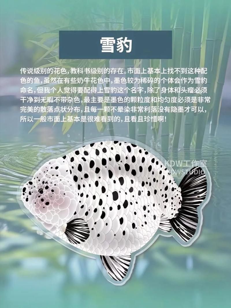 賽級蘭壽金魚圖片