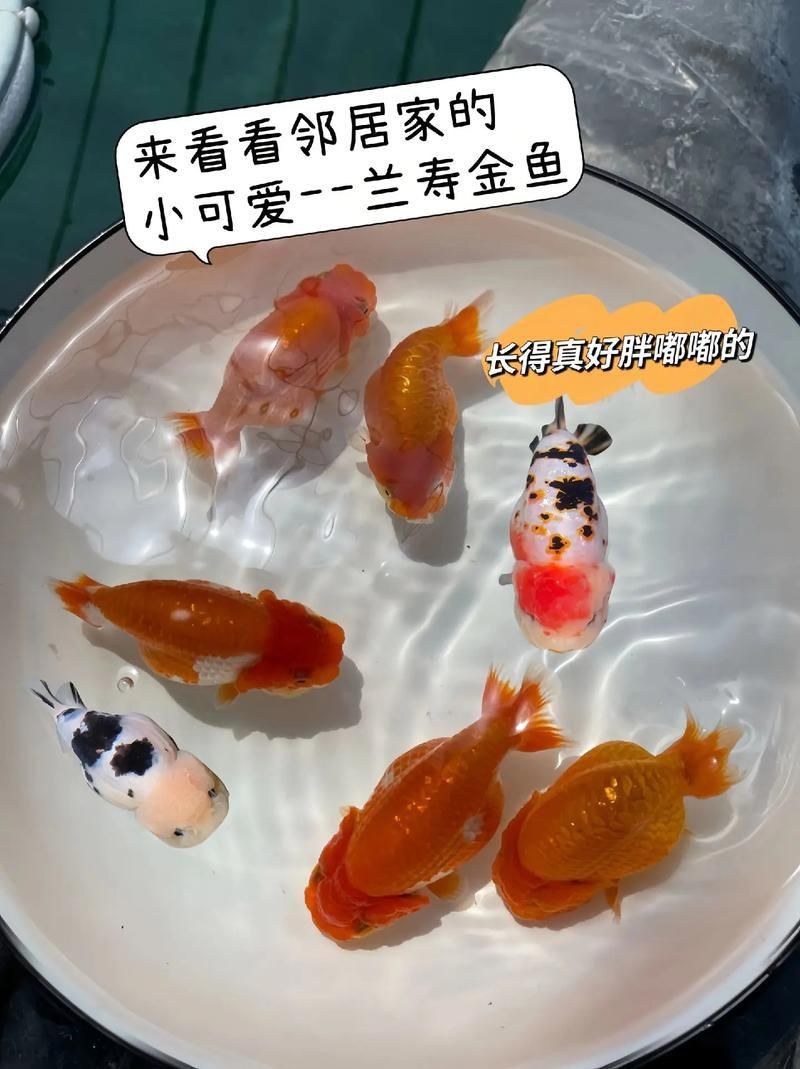 賽級蘭壽金魚圖片
