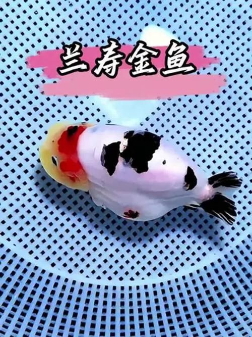 賽級蘭壽金魚圖片