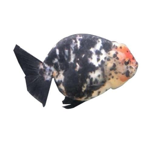 賽級蘭壽金魚圖片