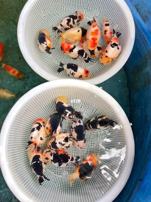 賽級蘭壽金魚圖片