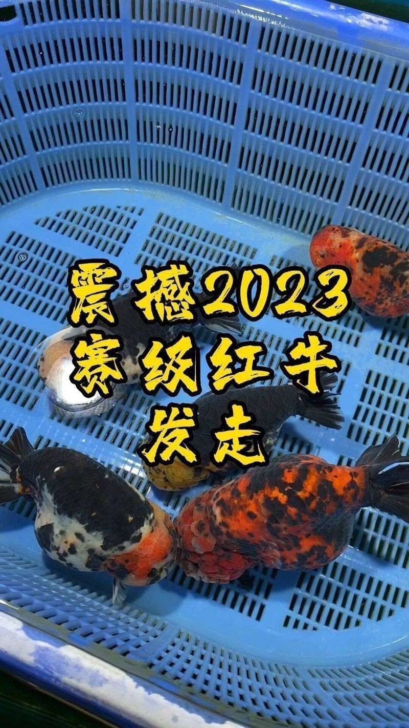 賽級蘭壽金魚圖片