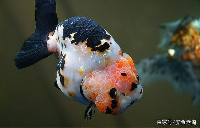 賽級蘭壽金魚圖片