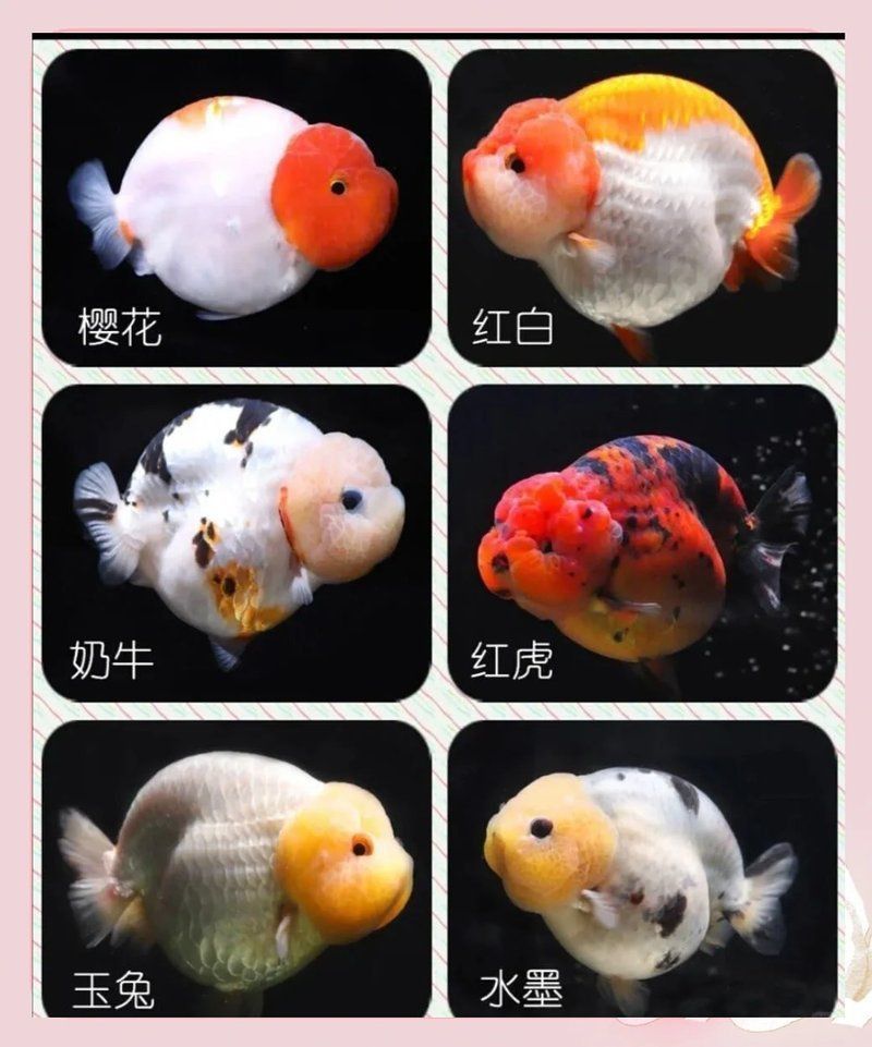 賽級蘭壽金魚圖片