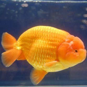 賽級蘭壽金魚圖片