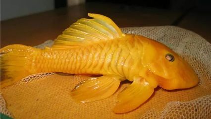 黃金達摩魚蔬菜水果選擇：如何判斷黃金達摩魚健康狀態