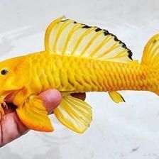 黃金達摩魚蔬菜水果選擇：如何判斷黃金達摩魚健康狀態