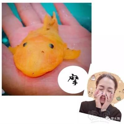 黃金達摩魚蔬菜水果選擇：如何判斷黃金達摩魚健康狀態