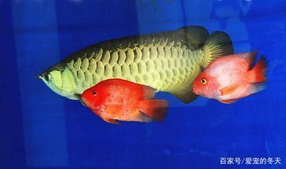 龍魚和金魚可以混養嗎：龍魚和金魚混養的注意事項 龍魚和金魚可以混養嗎：龍魚和金魚混養的注意事項 龍魚百科 第2張