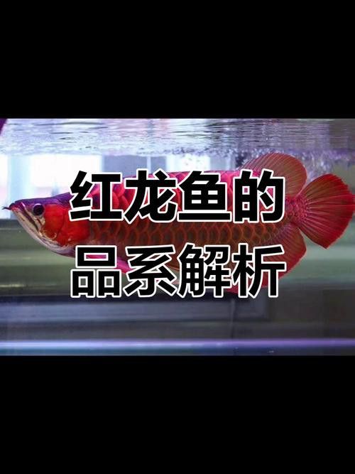 紅龍魚等級區分圖解 排行