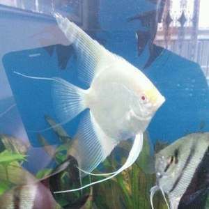 廣州大型魚缸定做o祥龍魚場（廣州大型魚缸定做-祥龍魚場）