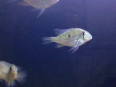 廣州大型魚缸定做o祥龍魚場（廣州大型魚缸定做-祥龍魚場）