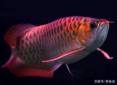 龍魚用什么燈光比較好養(yǎng)殖:養(yǎng)殖龍魚的燈光選擇 龍魚百科 第1張 龍魚用什么燈光比較好養(yǎng)殖:養(yǎng)殖龍魚的燈光選擇 龍魚用什么燈光比較好養(yǎng)殖:養(yǎng)殖龍魚的燈光選擇 龍魚百科 第1張