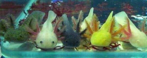 恐龍魚(yú)飼養(yǎng)方法，恐龍魚(yú)的飼養(yǎng)方法