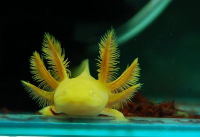 恐龍魚(yú)飼養(yǎng)方法，恐龍魚(yú)的飼養(yǎng)方法