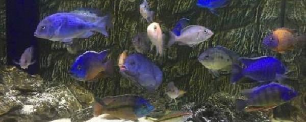 金龍魚能和神仙混養嗎視頻【金龍魚和七彩神仙魚混養成功的案例視頻中的混養成功】