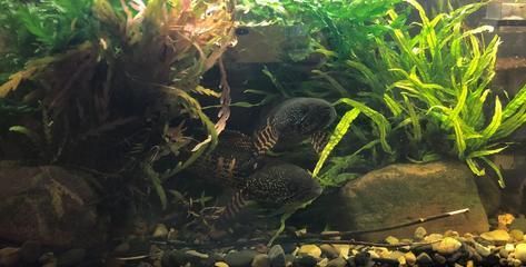 龍魚幼苗好養嗎
