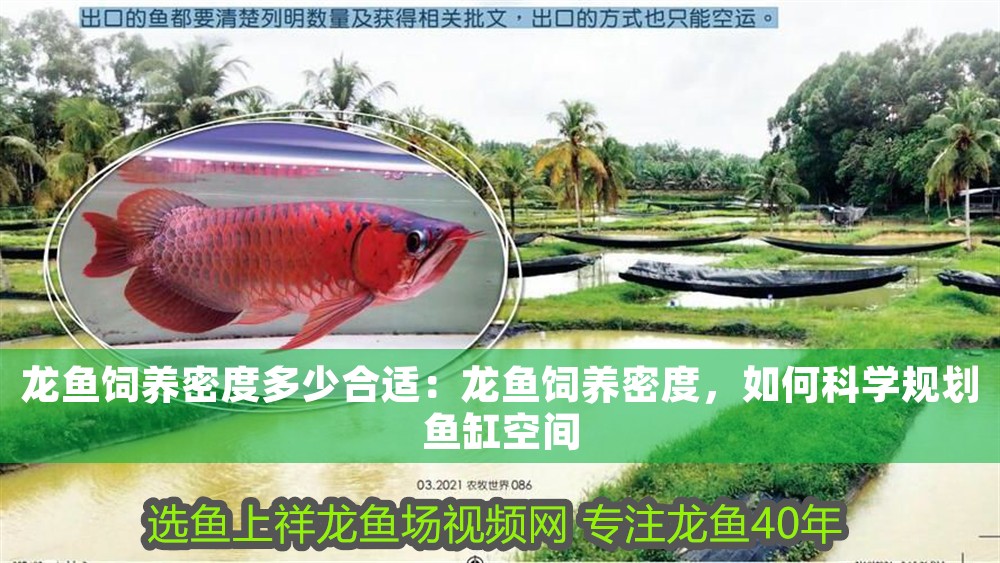 龍魚飼養密度多少合適：龍魚飼養密度，如何科學規劃魚缸空間