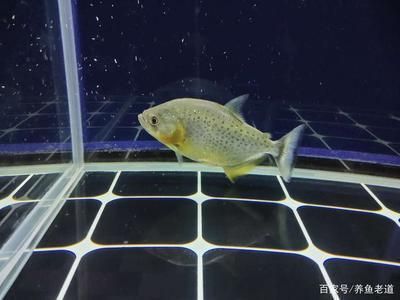 魚缸一般可以使用多少年換水（如何判斷魚缸水質是否良好？）