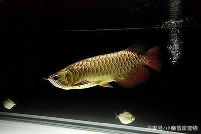 龍魚幾點到幾點開燈（金龍魚的開燈時間方案）