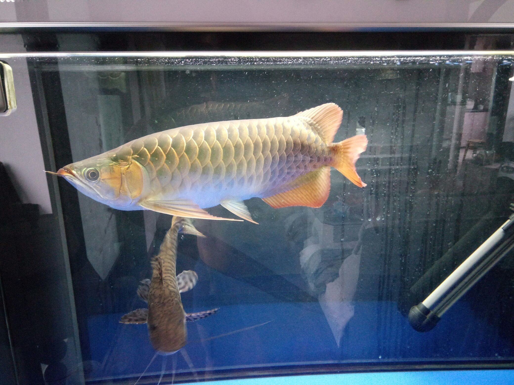 龍魚6500k【龍魚6500k燈光對龍魚生長的影響】