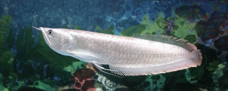銀龍魚苗水溫多少合適喂食呢視頻