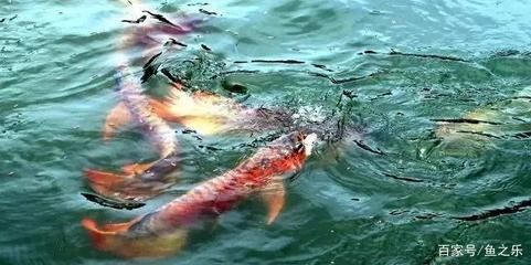 龍魚躲角落不愛動是為什么：龍魚為什么躲角落不愛動