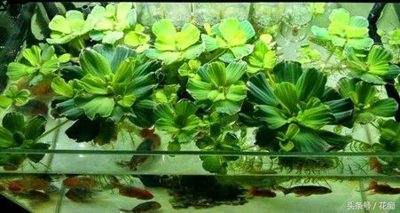 個人轉(zhuǎn)讓金龍魚產(chǎn)品：個人轉(zhuǎn)讓金龍魚，市場現(xiàn)狀、注意事項與交易指南