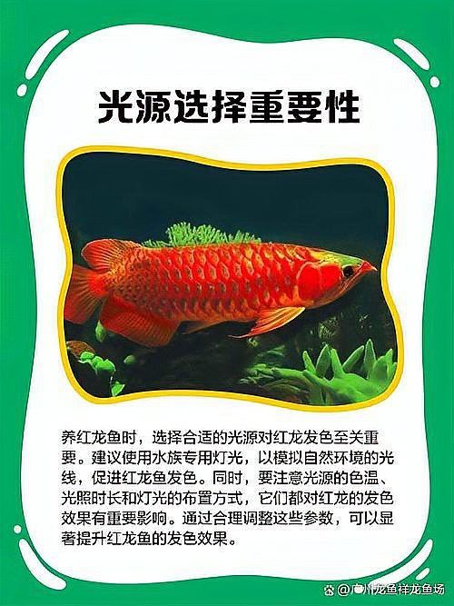 怎么能讓紅龍魚盡快變紅呢